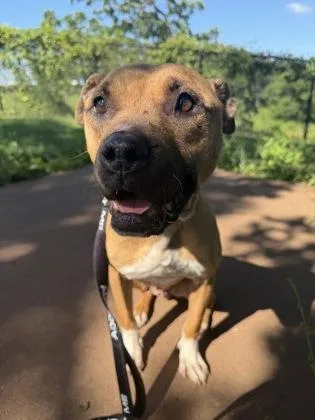 An adult large-sized female Yellow / Tan / Blond / Fawn Pit Bull Terrier dog named Imogen for adoption in Kansas City, MO