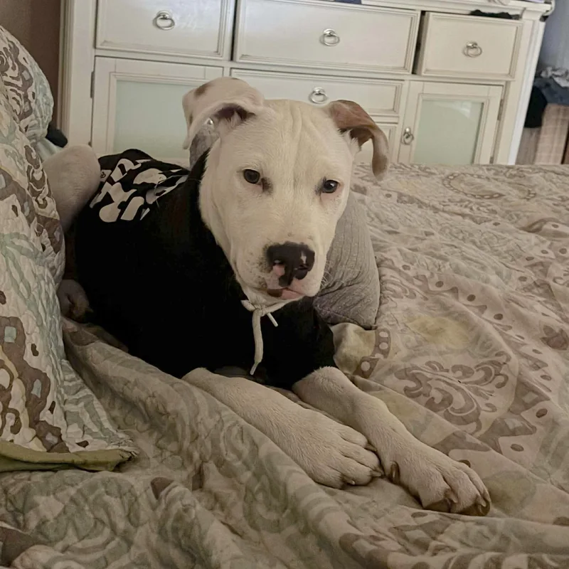 Edgar Allan Paw thumbnail 3