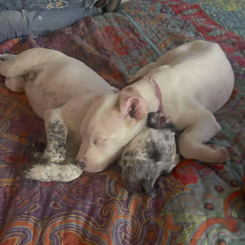 Edgar Allan Paw thumbnail 4