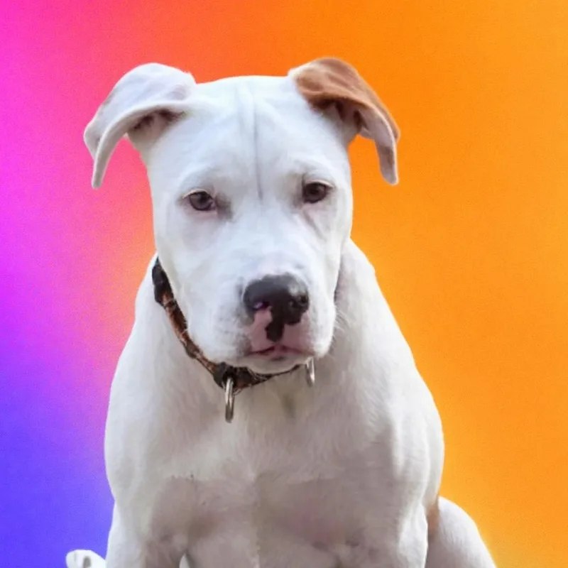 Edgar Allan Paw thumbnail 5