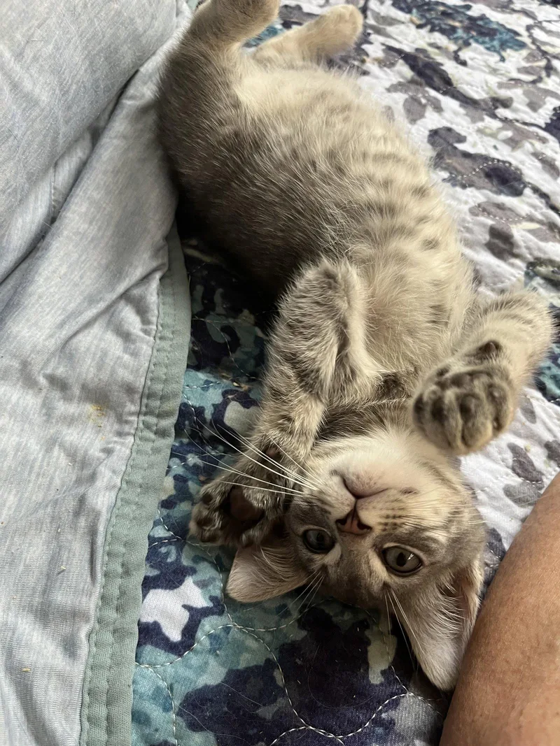 A baby medium-sized male Tabby cat named Josiah for adoption in Rural Hall, NC