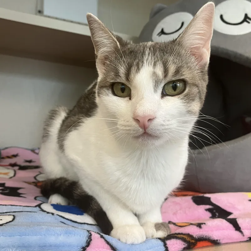A young medium-sized female Gray & White Domestic Short Hair cat named Chanel for adoption in Eatontown, NJ