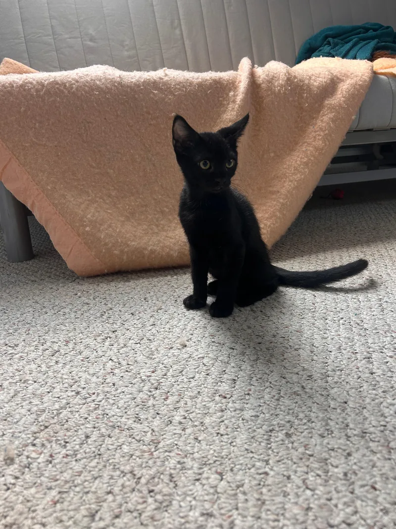 A baby medium-sized female Domestic Short Hair cat named Yolanda for adoption in Melrose, MA