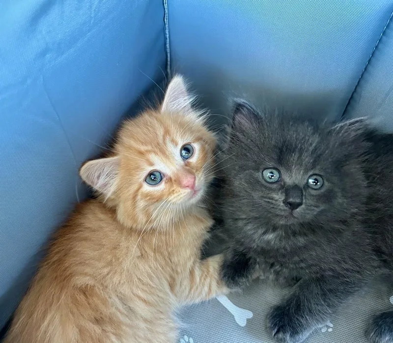 Muffin And Toasty thumbnail 5