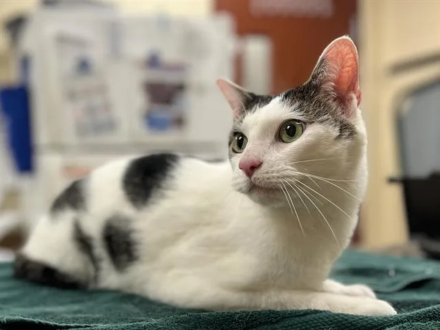 An adult small-sized male Domestic Short Hair cat named Draco for adoption in Aliquippa, PA