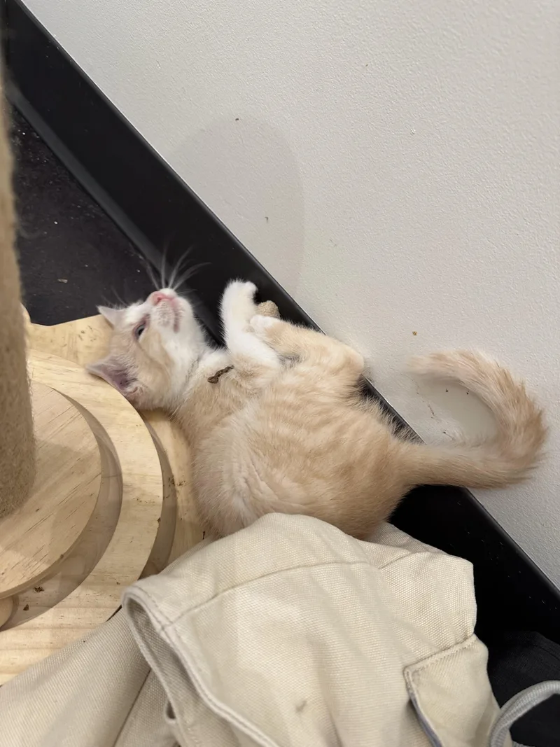 A baby medium-sized male Buff & White Domestic Short Hair cat named Zuba for adoption in Minneapolis, MN