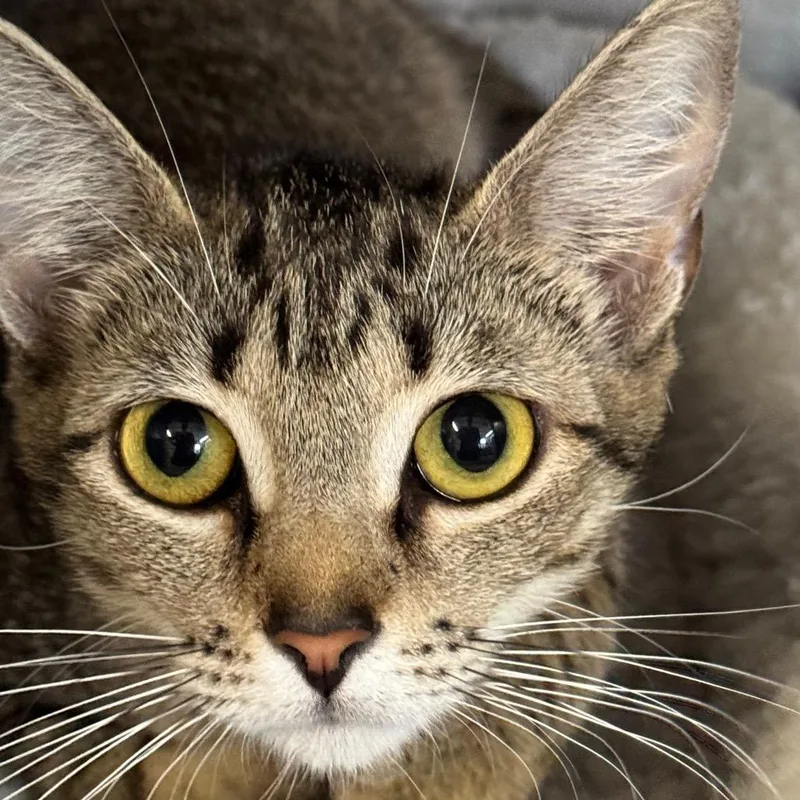 A young medium-sized female Gray / Blue / Silver Domestic Short Hair cat named Betsy for adoption in Decatur, GA