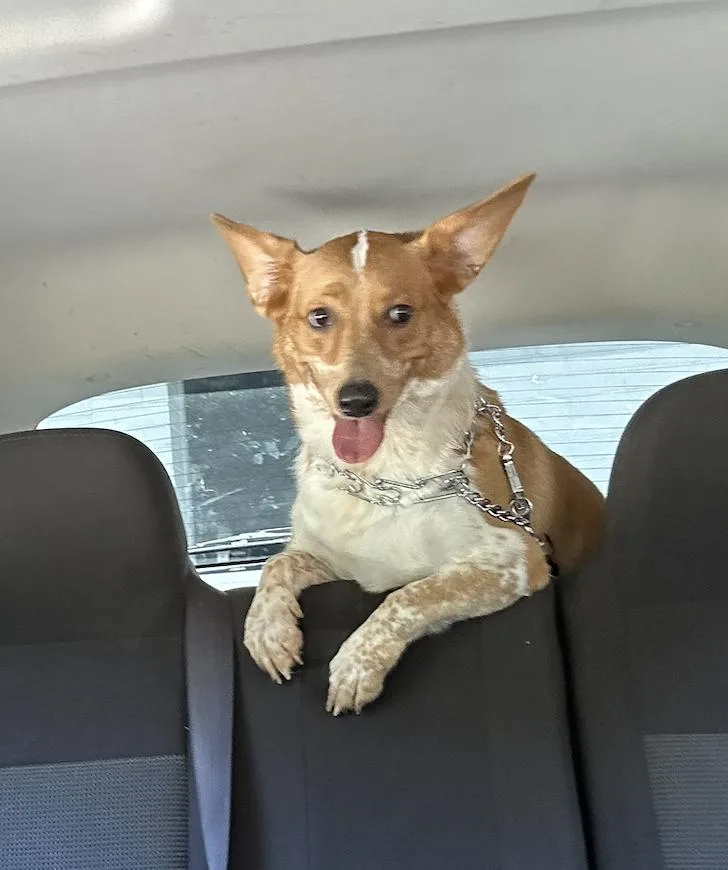 A young medium-sized female Yellow / Tan / Blond / Fawn Pembroke Welsh Corgi dog named Rex for adoption in Roswell, GA