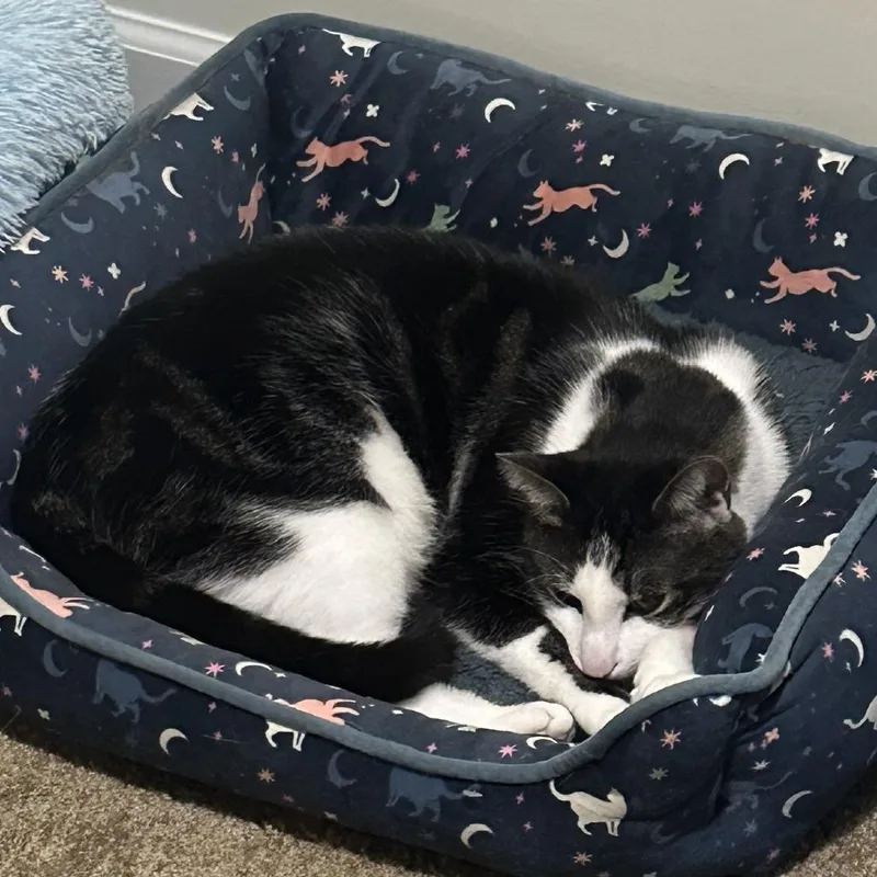 An adult large-sized male White Domestic Short Hair cat named Buddi for adoption in Montgomery, AL