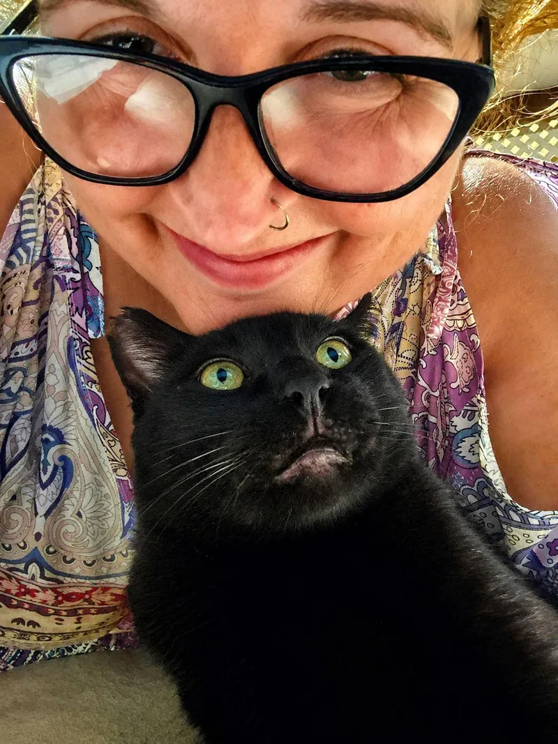 An adult medium-sized male Black Domestic Short Hair cat named Nero for adoption in Sherman Oaks, CA