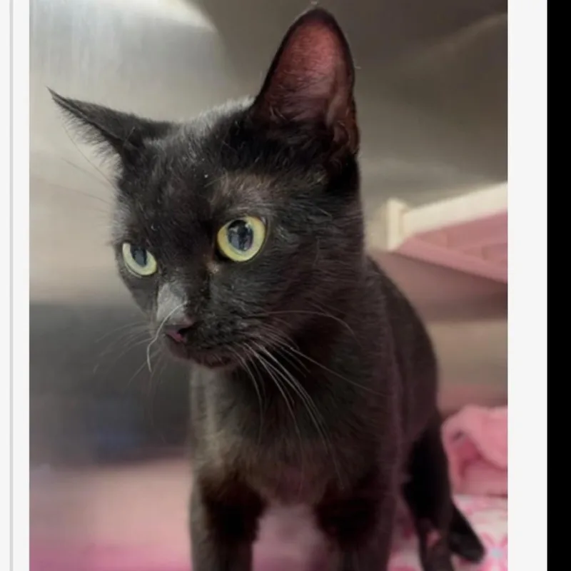 A young small-sized female Black Domestic Short Hair cat named Sarah for adoption in Fayetteville, GA