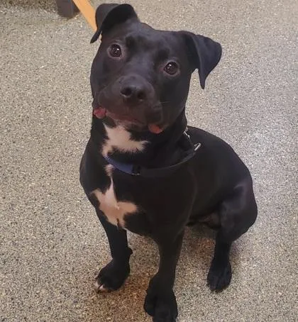 An adult large-sized male Pit Bull Terrier dog named Pippin for adoption in Kansas City, MO