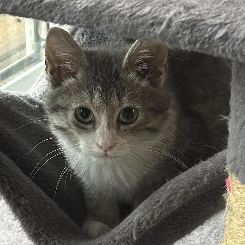 A baby small-sized female Gray / Blue / Silver Domestic Short Hair cat named Schnookums for adoption in Chaska, MN