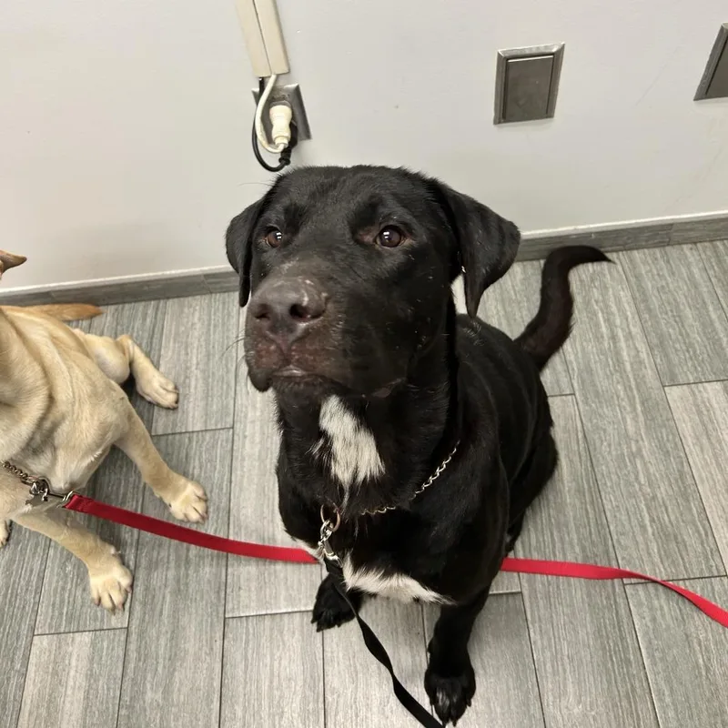 An adult large-sized male Black Mixed Breed dog named Starsky for adoption in Jacksonville, FL