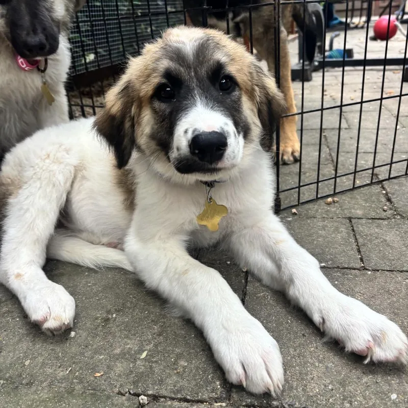 A baby large-sized female Yellow / Tan / Blond / Fawn Great Pyrenees dog named Shenandoah for adoption in Point Richmond, CA