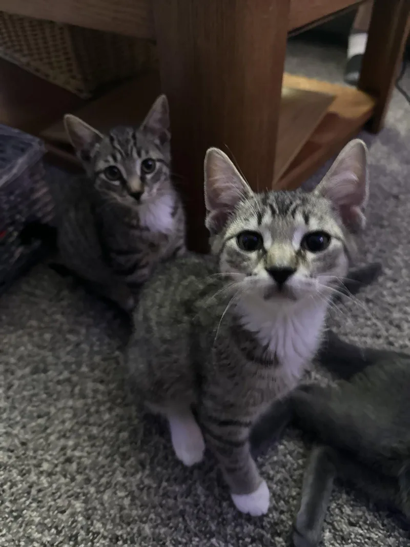 A baby medium-sized female Domestic Short Hair cat named Eg Litter Pinto for adoption in Livonia, MI
