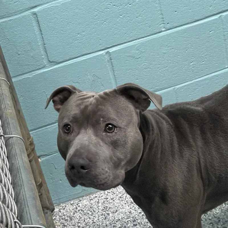 An adult medium-sized male Gray / Blue / Silver Mixed Breed dog named D for adoption in Port Charlotte, FL