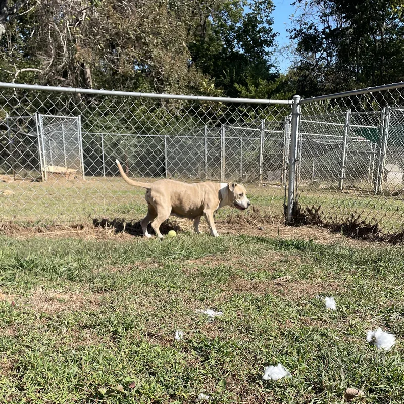 An adult large-sized female Apricot / Beige Pit Bull Terrier dog named Arabella for adoption in McKenzie, TN