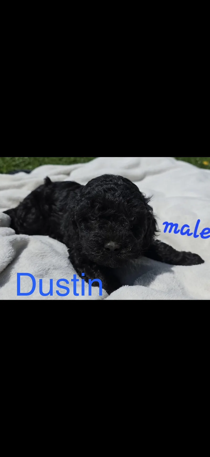 Dustin