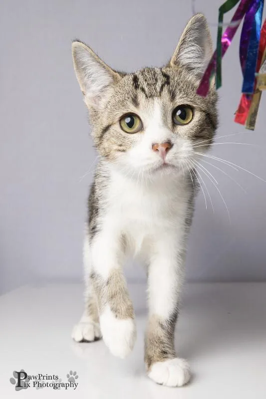 A young medium-sized male Tabby (Gray / Blue / Silver) Domestic Short Hair cat named Crusty Rusty for adoption in Maryville, TN