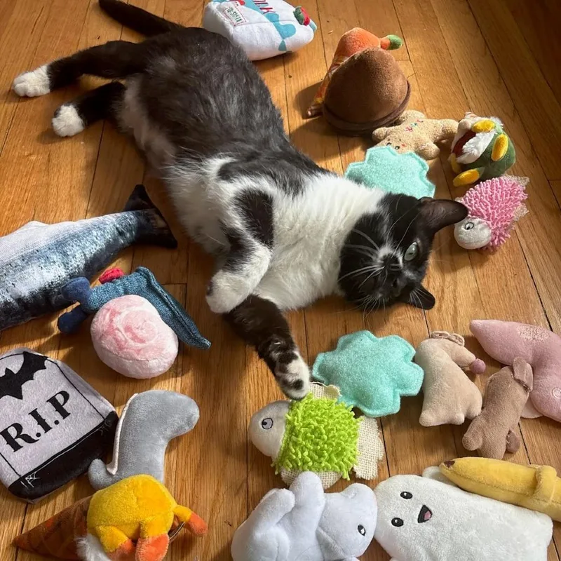 An adult large-sized female Black Domestic Short Hair cat named Zenyatta for adoption in Evanston, IL
