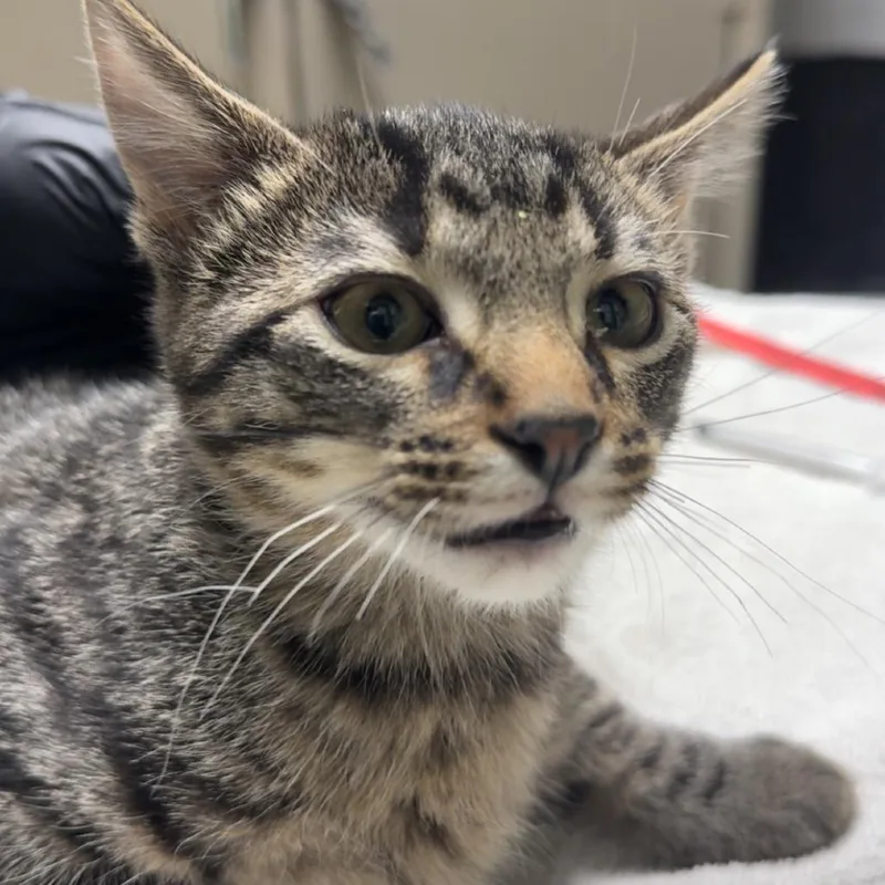 A baby small-sized male Brown / Chocolate Domestic Short Hair cat named Burlington for adoption in Lakewood, CO