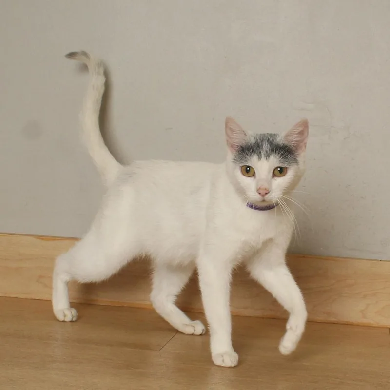 A young medium-sized female White Domestic Short Hair cat named Duo C for adoption in Minnetonka, MN
