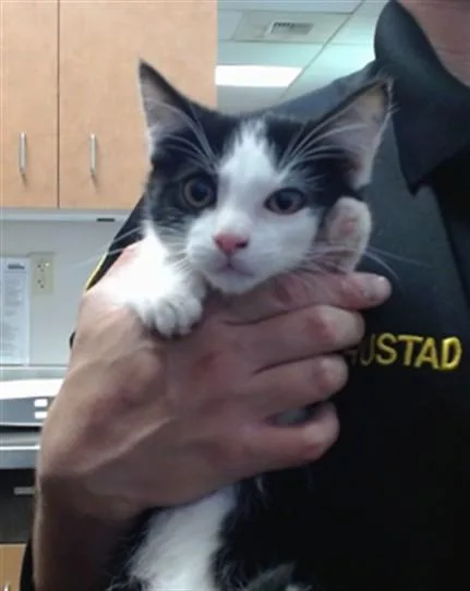 A baby small-sized male Domestic Short Hair cat named A for adoption in Sacramento, CA