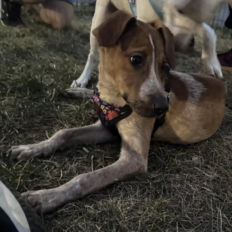 A baby medium-sized female Labrador Retriever dog named Cia for adoption in Pasadena , MD