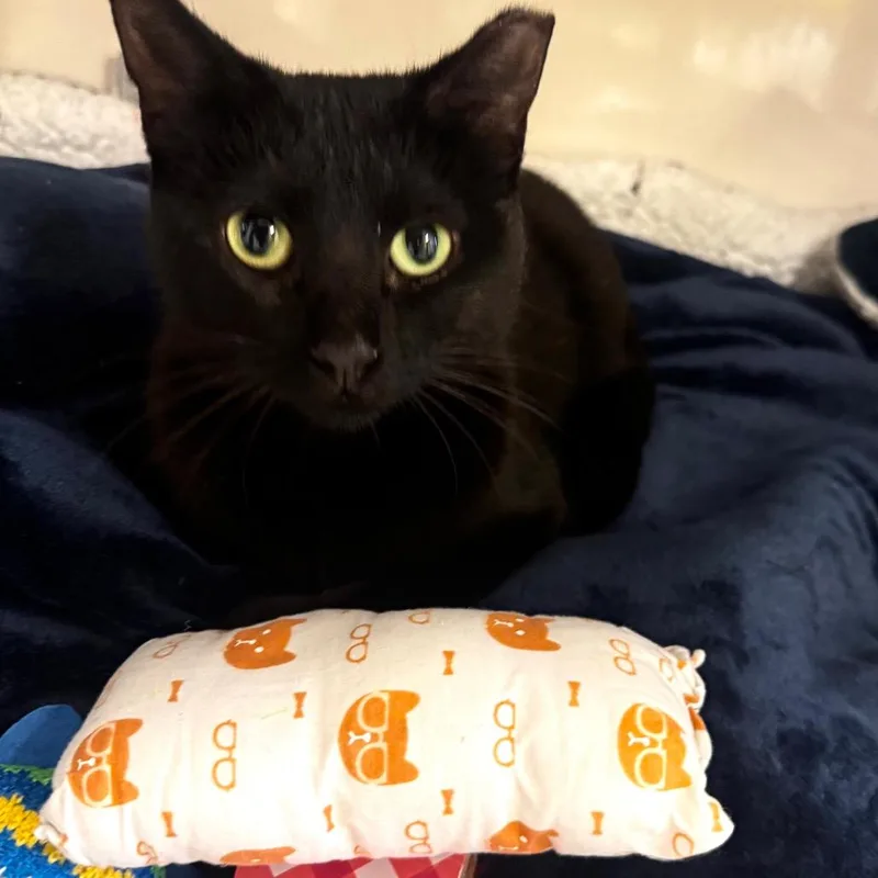 An adult medium-sized female Black Domestic Short Hair cat named Miss Midnight for adoption in Wheeling, IL