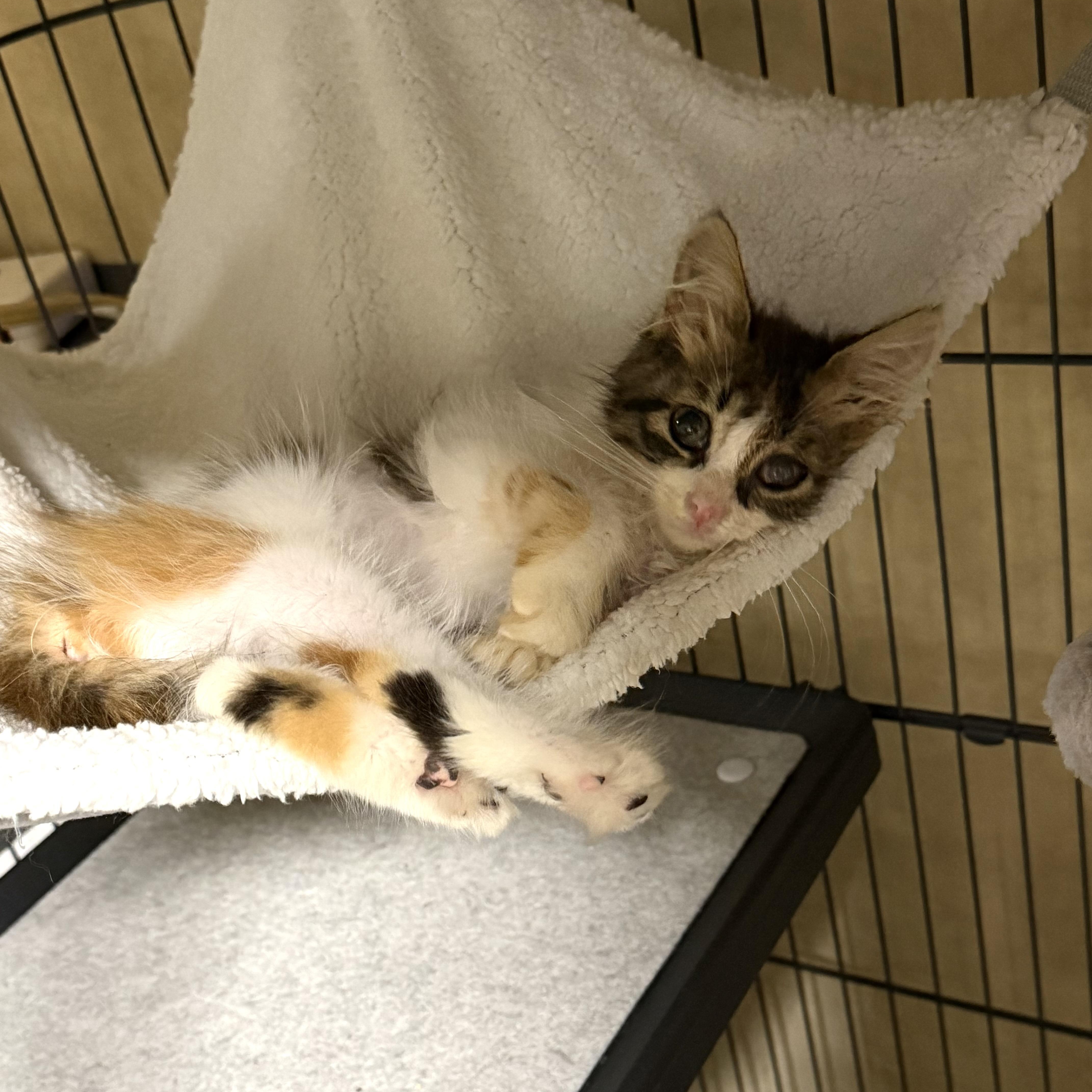 A baby small-sized female Domestic Long Hair cat named Lacey for adoption in Rochester Hills, MI