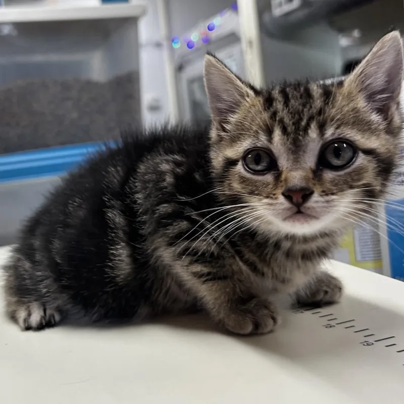 A baby small-sized female Black Domestic Short Hair cat named Petal for adoption in Harrisville, WV