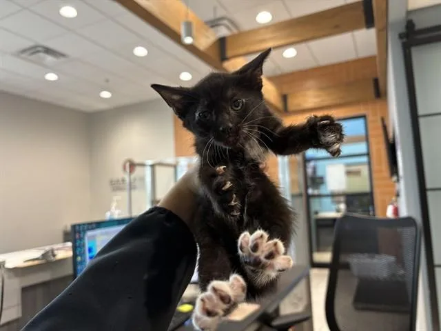 A baby small-sized female Domestic Short Hair cat named Lola for adoption in Garland, TX