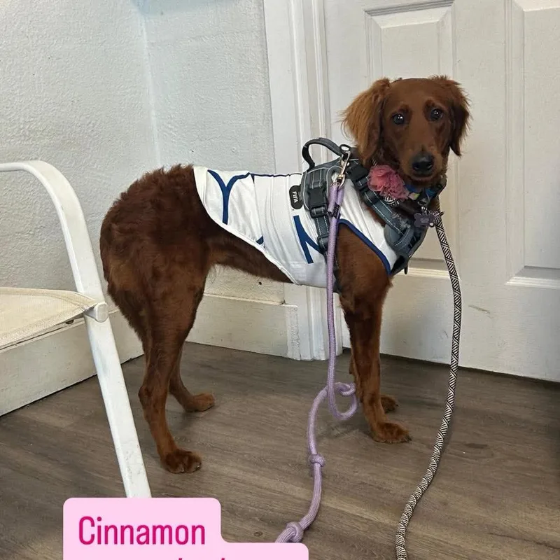 A young small-sized female Brown / Chocolate Irish Setter dog named Cinnamon for adoption in Tampa, FL