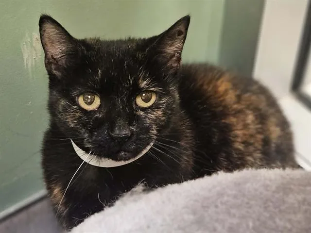 A senior small-sized female Domestic Short Hair cat named Angelina for adoption in Tustin, CA