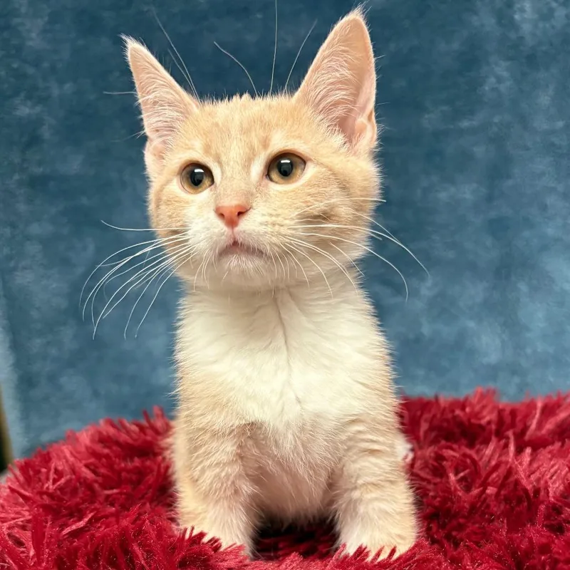 A baby small-sized male Orange / Red Domestic Short Hair cat named Feta for adoption in East Hampton, NY