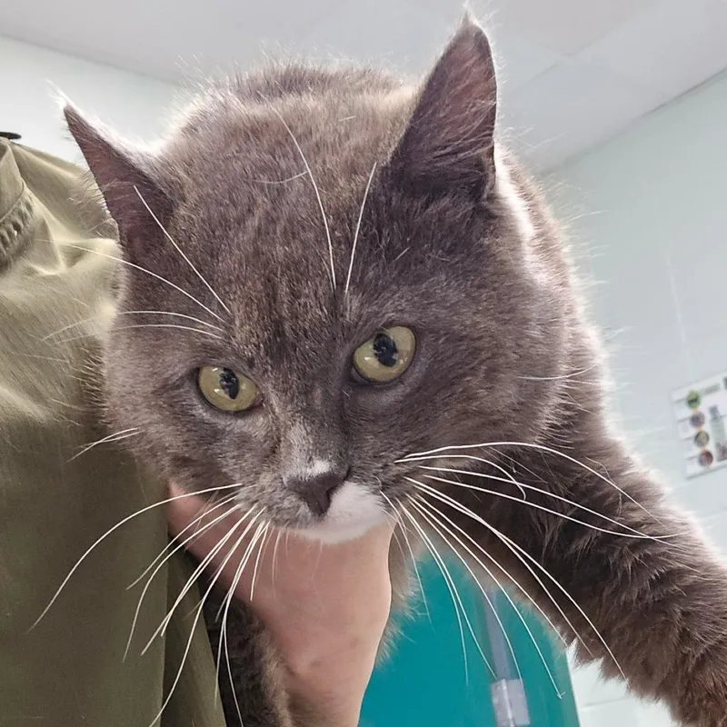 An adult medium-sized male Gray / Blue / Silver Domestic Short Hair cat named Franz for adoption in Waukesha, WI