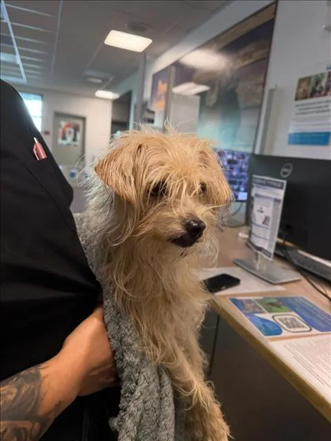 An adult small-sized female Yorkshire Terrier dog named Lola for adoption in Van Nuys, CA