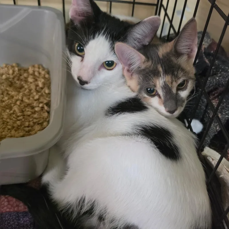 A baby small-sized male White Domestic Short Hair cat named Benny for adoption in Melrose, FL