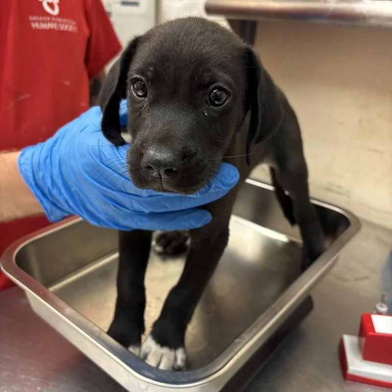 A baby small-sized male Black Terrier dog named Maverick for adoption in Birmingham, AL