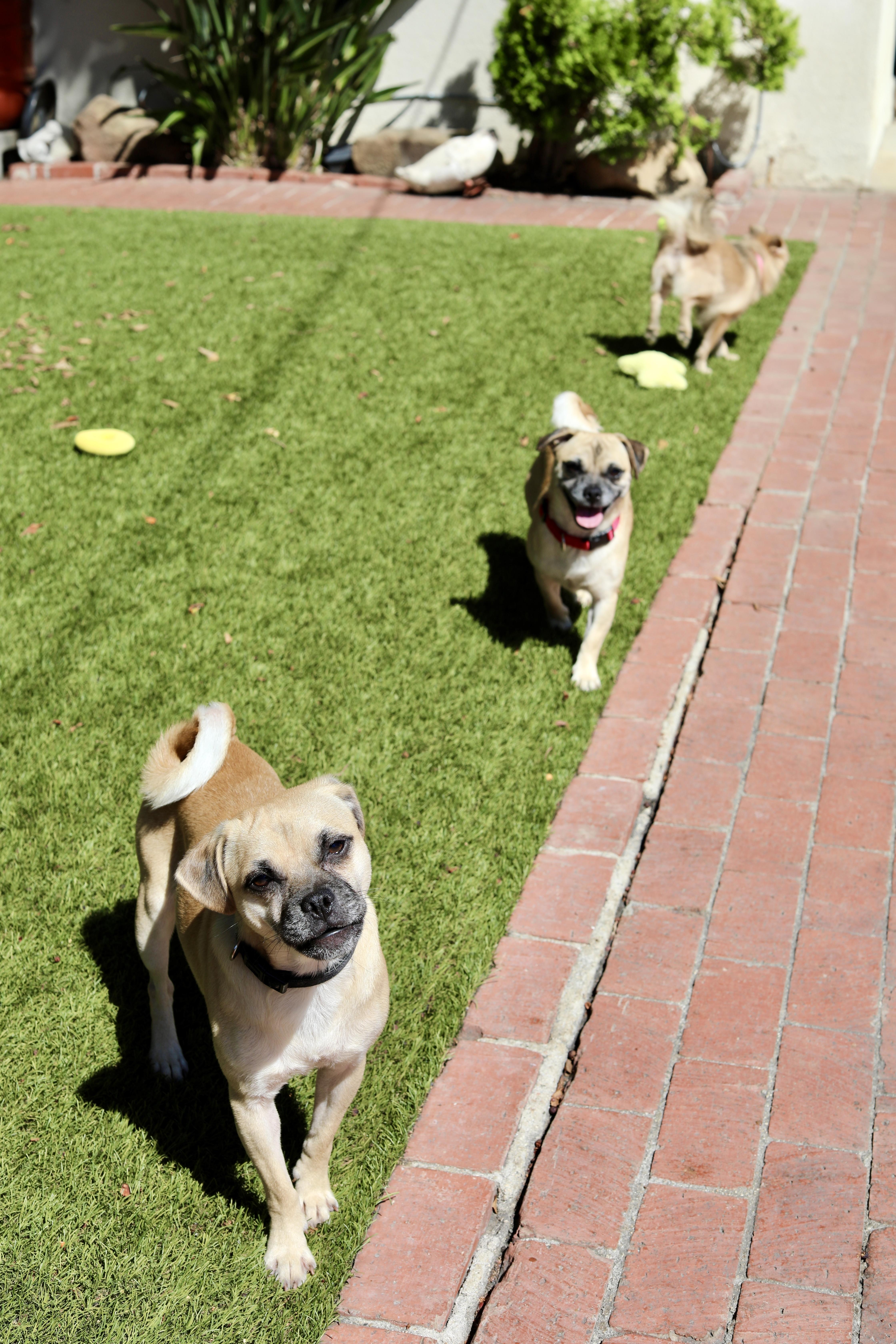 A young small-sized male Yellow / Tan / Blond / Fawn Pug dog named Andy for adoption in Los Angeles, CA