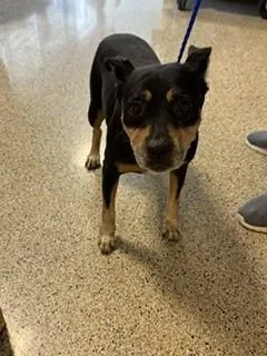 An adult medium-sized female Terrier dog named Dana for adoption in Miami, FL