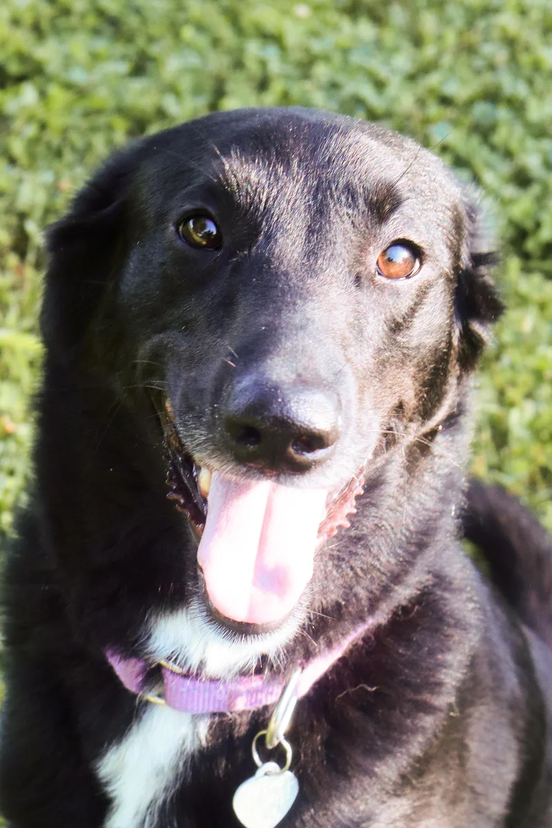 A young medium-sized female Black Labrador Retriever dog named Dove for adoption in Franklin, TN