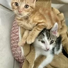 A baby medium-sized female Tabby (Orange / Red) Domestic Short Hair cat named Sesame And Sunflower for adoption in Fairfax, VA