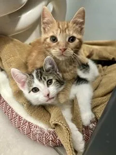 Sesame And Sunflower thumbnail 2