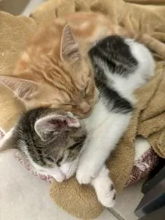 Sesame And Sunflower thumbnail 3