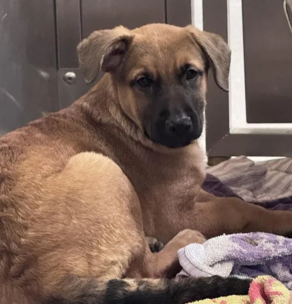 A baby large-sized female German Shepherd Dog dog named Prunella for adoption in El Cajon, CA