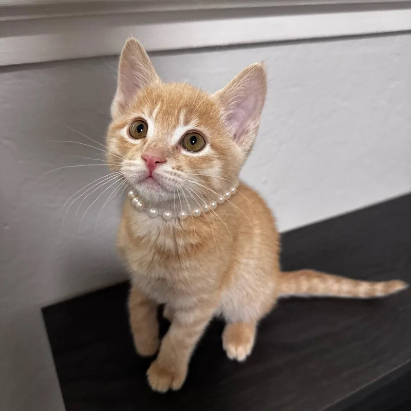 Cute Violet Bonded W thumbnail 2