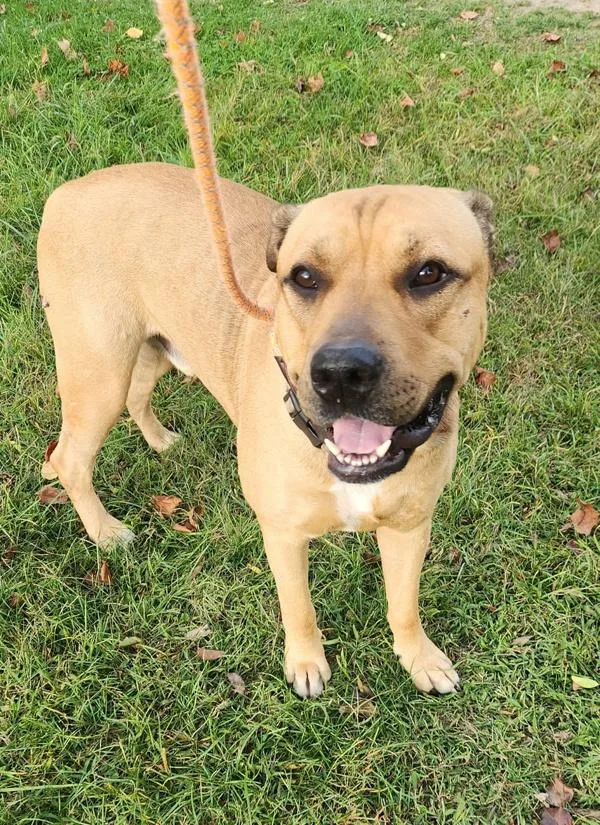An adult large-sized male Mastiff dog named Apollo for adoption in Cleveland, TN
