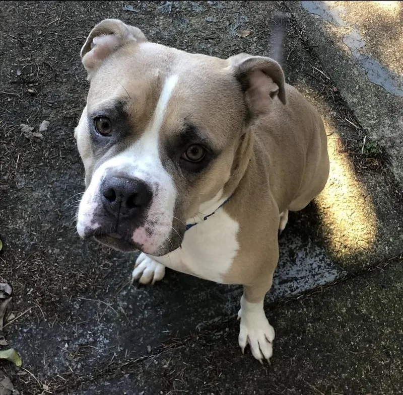 Shortcake Sweets thumbnail 3